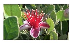 10x Acca sellowiana Brasilianische Guave Obst Pflanzen - Samen ID231