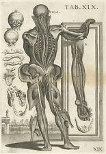 Pietro da Cortona: "Tabulae Anatomicae, Plate 19" (1741) — Giclee Fine Art Print