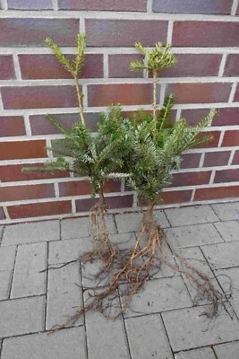 Korea - Tanne 5st. 15-30 cm Forstpflanzen Abies koreana Wurzelware - Bild 1 von 2