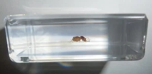 Termite Specimen in Small Clear Acrylic Block Education Aid TE1 - Picture 1 of 8