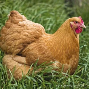 Greeting Card with Sound By Really Wild Cards - Buff Orpington Hen - Picture 1 of 1