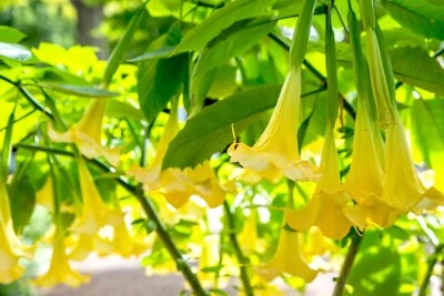 SEMISAUVAGE PERMACULTURE 15 Graines de Trompettes de anges Jaunes (Brugmansia suaveolens)