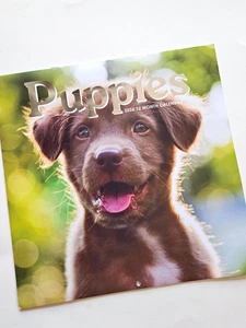 2026 Welpen 12 Monate Wandkalender - 12" x 12" - Bild 1 von 8