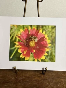 Sleepy Bee Makro Blume Foto 8x10 Druck mattiert auf 11x14 Pacific Northwest Artis - Bild 1 von 3