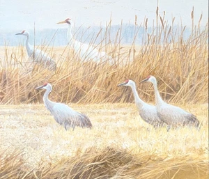 Robert Bateman SANDHILL CRANES Vintage Wildlife Book Plate Art Print 13 - Picture 1 of 4