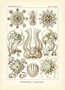 Medusa Drawing Ernst Haeckel Jellyfish Drawing Scientific Illustration Print - Picture 1 of 5
