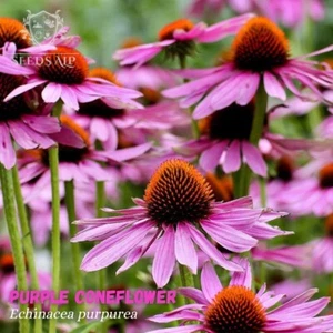 Purpursonnenhut 1000 Samen Echinacea purpurea Igelkopf Heilpflanze CONEFLOWER - Imagen 1 de 4