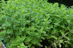 Marokkanische Minze 1 Pflanze Mentha Teekraut winterhart Staude - Bild 1 von 2