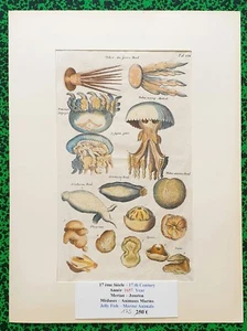 XVII ème - Jonston & Merian Superbe Gravure Méduses Animaux Marins Pl XIX 1657 - Picture 1 of 1