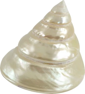 Carcasa superior (Trochus Niloticus) perlada 3,5-4" - Imagen 1 de 4