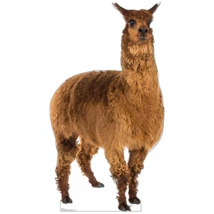 LLAMA Lifesize CARDBOARD CUTOUT Standup Standee Poster South American FREE SHIP - Picture 1 of 4