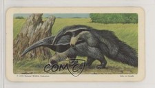 1967 Brooke Bond Red Rose Animals and Their Young Tea Giant Anteater #9 09o4