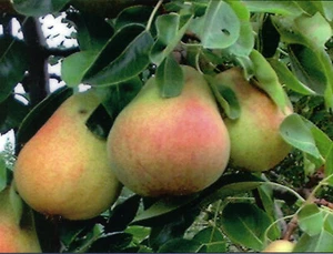 Bartlett Pear, Pyrus communis, ‘Bartlett’, Tree Seeds (Fast, Edible, Fall Color) - Picture 1 of 7