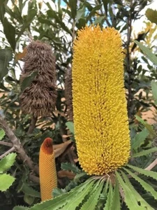 Banksia media ‘Golden Stalk Banksia’ - 10 Seeds - Native Seed - Picture 1 of 12