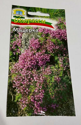 Thyme Herbs Seeds Thymus vulgaris Bulgarian ORGANIC Kitchen Herb Seed  - Image 1 of 4