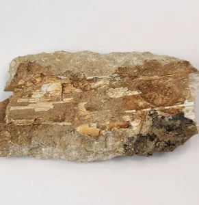 Odontopteryx Toothed Bird Bone Fossil - Ouled Abdoun Basin - Oued Zem, Morocco  - Picture 1 of 17