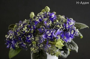 N-Adam 2 Hojas/2 Hojas Violeta Africana Violeta Usambarave - Imagen 1 de 1