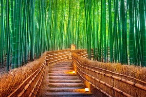 Fotomurale-BAMBOO WALK BRIDGE-(5353)-NON TESSUTO-Carta da parati-Alberi forestali XXL - Foto 1 di 1