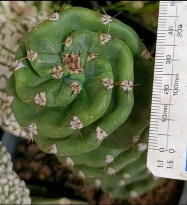 Cereus Forbesii Spiralis Rare  Large about 18cm height Succulent Cactus  - Image 1 of 4