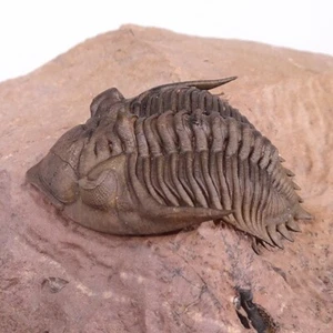 TRILOBITE Metacanthina issoumourensis - Imagen 1 de 3