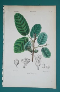 BOTANY Plant Upas Poisonous Bark Cloth Tree - 1846 COLOR Botanical Print - Picture 1 of 1