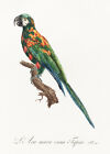 Blue-Winged Macaw, Primolius Maracana - 1800's - F. Levaillant - Bird Poster