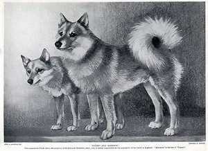 FINNISCHER SPITZ ZWEI BENANNTE HUNDE ALTE ORIGINAL DRUCKSEITE VON 1934 - Bild 1 von 1