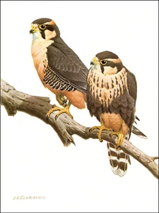 1968 Vintage Print Aplomado Falcon Falcons Bird Birds Art Home Decor - Picture 1 of 3