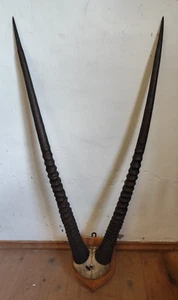 Oryx Antilope Spießbock Hörner Gehörn Geweih Trophäe dt. südwest Afrika Kolonie - Bild 1 von 6