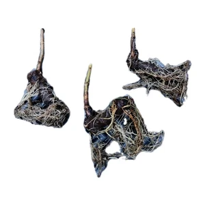 Paulownia Z07 - 3 Plants Racine Nue, Super Hybride - Kiribaum Royal Empress Tree - Picture 1 of 5