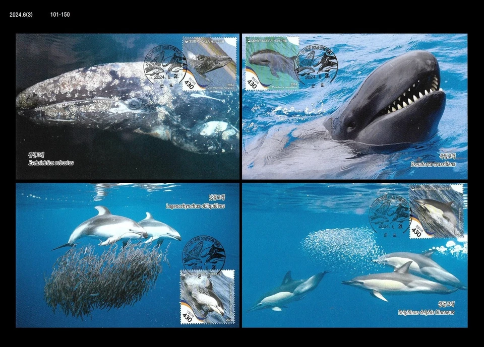 Especies Marinas Protegidas, Ballena, Delfín, Vida Silvestre, Corea 2024 Max.Card, Cetáceo Foto 1 de 1
