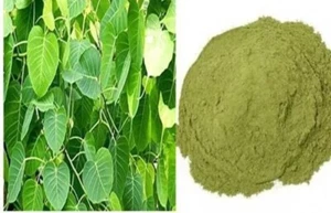 100gm Peepal Leaf Powder Ficus religiosa Leaves Powder Sacred Fig leaf Powder ll - Picture 1 of 4