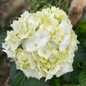 Fresh Cut Hydrangea White 10 Stems - Premium Quality Flowers Head sz 7.6-8.5 in - Picture 1 of 8