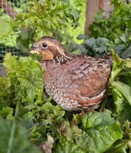 6 Northern Bobwhite Quail Hatching Eggs - Picture 1 of 1