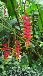 800010004 Heliconia pogonantha Hangplants Seeds 3 Samen - Bild 1 von 1