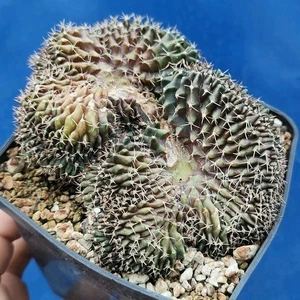 Gymnocalycium agua dulce "CRESTATA" POT 9 CM On its own root Rare Plant!!! - Imagen 1 de 8