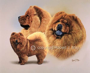 Chow Chow Multistudy Giclee Druck von Robert J. Mai - Bild 1 von 1