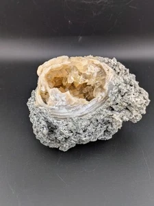 4" Mercenaria Permagna Clam Fossil Golden Calcite Crystal Fort Drum Florida - Picture 1 of 11