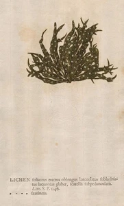 Liquen trenzado musgo musgo autoimpresión natural nature print Kniphof 1757 - Imagen 1 de 1