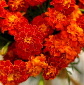 Red Spark French Marigold Mix Seeds - NON-GMO - Free Shipping - Picture 1 of 4