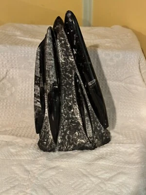 Polished Orthoceras Fossil 11” Tall Heavy - Image 1 of 4