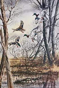 Stampa Comin' In Firmata Edizione Limitata di Ned Ewell - Anatre Mallard - Caccia - Foto 1 di 1