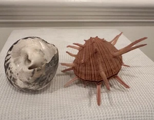 Hermit Crab and Spiny Oyster Decorative Seas Shells - Picture 1 of 14