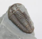 Trilobit, Flexicalymene retrosa, Ordovizium, Buford, Mount Orab, Ohio, USA -c555