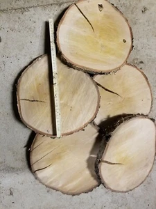 Holzscheibe Birke tolle Optik Baumscheibe Tischplatte ca. 29x3 cm sägerauh - Bild 1 von 5