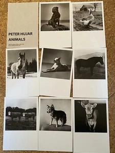 Peter Hujar ANIMALS 8 original postcards NEW - Picture 1 of 2