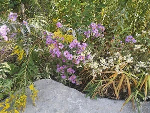 WILD FLOWERS 🌼🌸❀✿🌷 picture photo virtual postcard #084j1c Helena Baru - Photo 1 sur 1