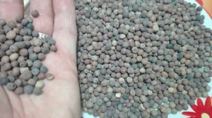 ROVEJA, PISELLI,RARO, RARE,SEMI SEEDS,VARIETà STORICA,ITALIA ITALIAN ITALY - Foto 1 di 1