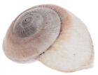 Ślimak NaDeco® Lamarkiana biały 7cm | Ryssota otaheitana biały kolor