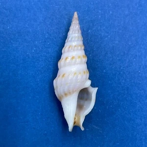 #1 Imaclava Pilsbryi 24,8mm F++ Gobernadora Island, Panama Turridae  - Bild 1 von 2